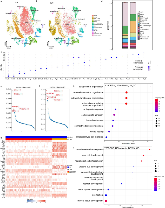 Fig. 5: ScRNA-seq of the mouse CB and contiguous tissue from shH10 Y25 and identification of cell types.