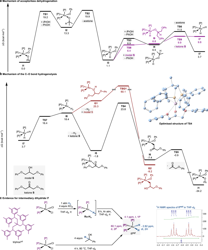 Fig. 5: Gibbs free-energy profile of the catalytic cycle and experimental access to dihydride species.