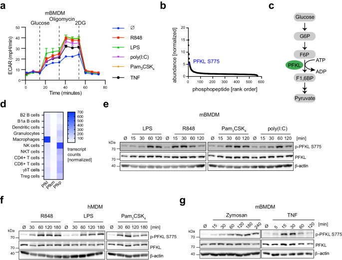 Fig. 1: TLR activation induces PFKL Ser775 phosphorylation in primary macrophages.