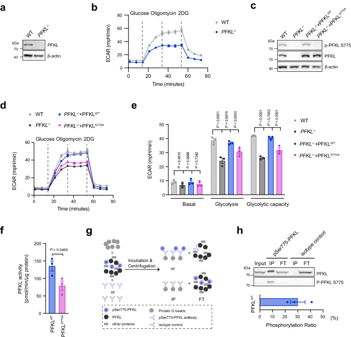 Fig. 3: PFKL Ser775 phosphorylation increases its catalytic activity.