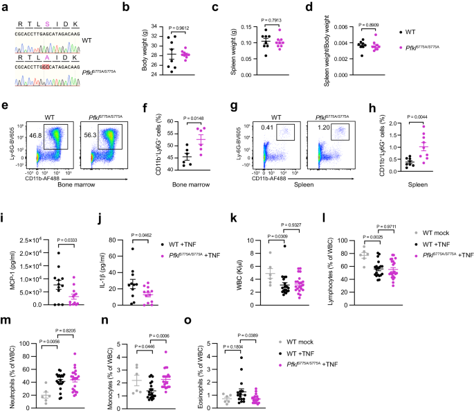 Fig. 4: Characterization of PfklS775A/S775A mice.