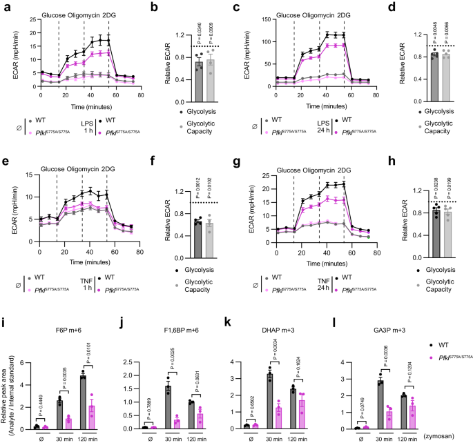 Fig. 5: PFKL Ser775 phosphorylation contributes to TLR-induced glycolysis in primary macrophages.