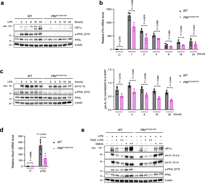 Fig. 6: PFKL Ser775 phosphorylation is required for LPS-induced HIF1α and IL-1β production.