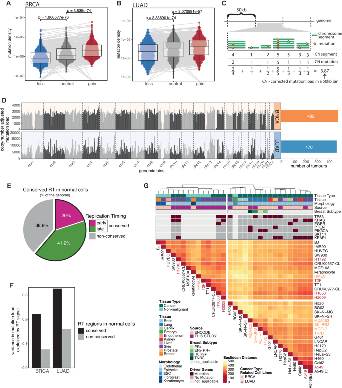 Replication timing alterations are associated with mutation 