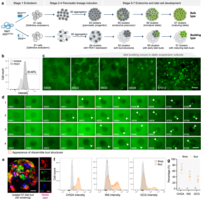 Fig. 1: Development of a budding-type hPSC-derived islet spheroid system.