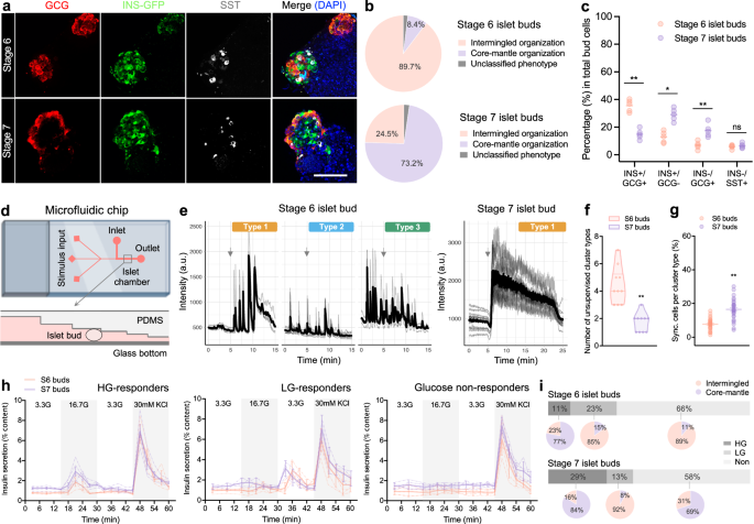 Fig. 3: Cytoarchitectural rearrangement and functional heterogeneity of differentiating islet buds.