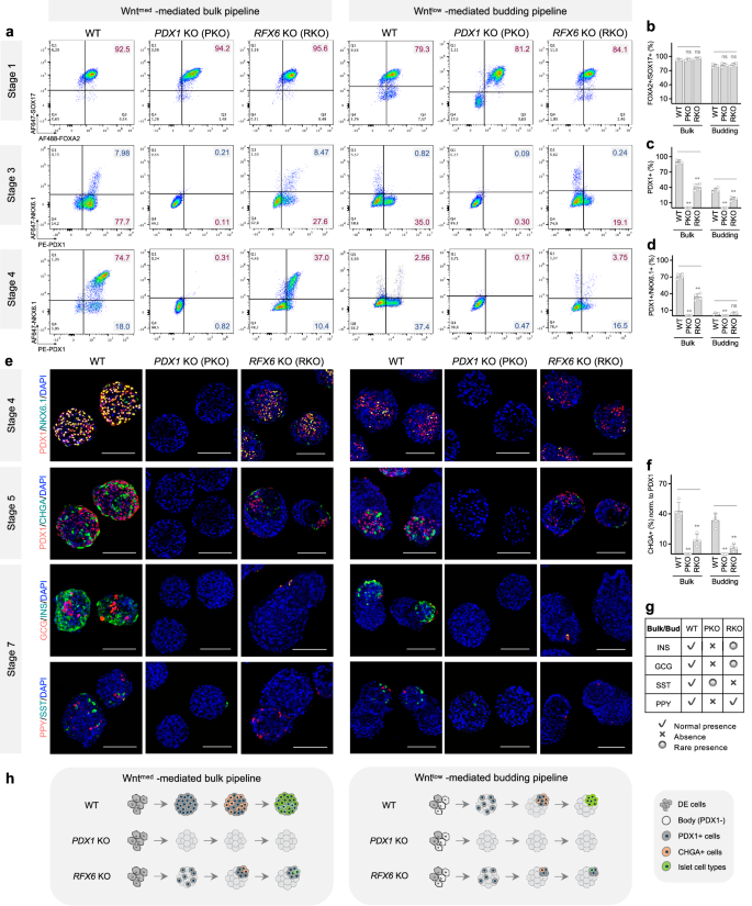 Fig. 4: The tunable differentiation system provides both transcriptional and morphological insights into modeling human pancreas diseases caused by PDX1 and RFX6 mutations.