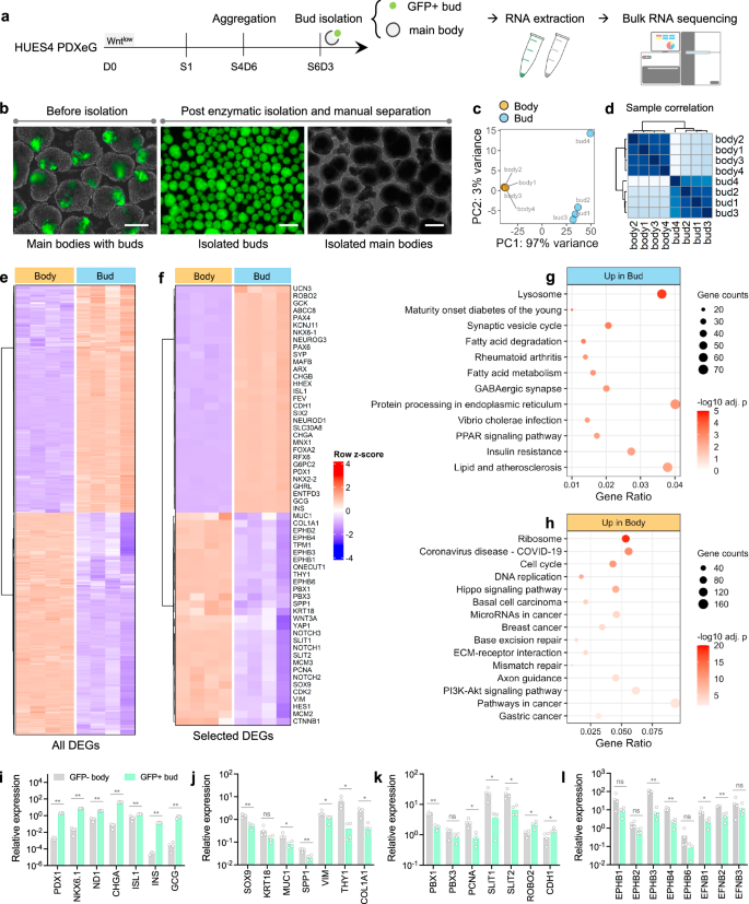 Fig. 5: RNA-seq reveals distinct transcriptomic profiles of islet buds and main bodies.