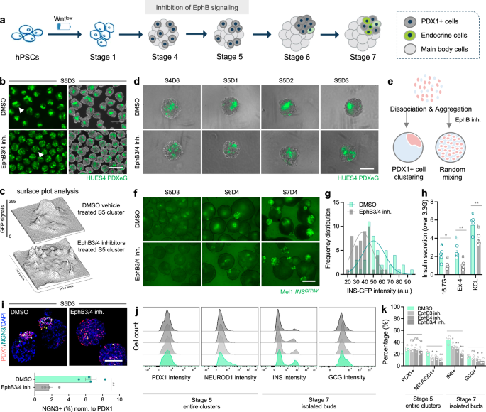 Fig. 6: Perturbation of EphB3/4 signaling disrupts PDX1+ cell clustering and compromises islet cell development.