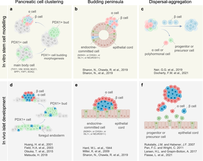 Fig. 7: A summary of three concepts for islet formation and morphogenesis.