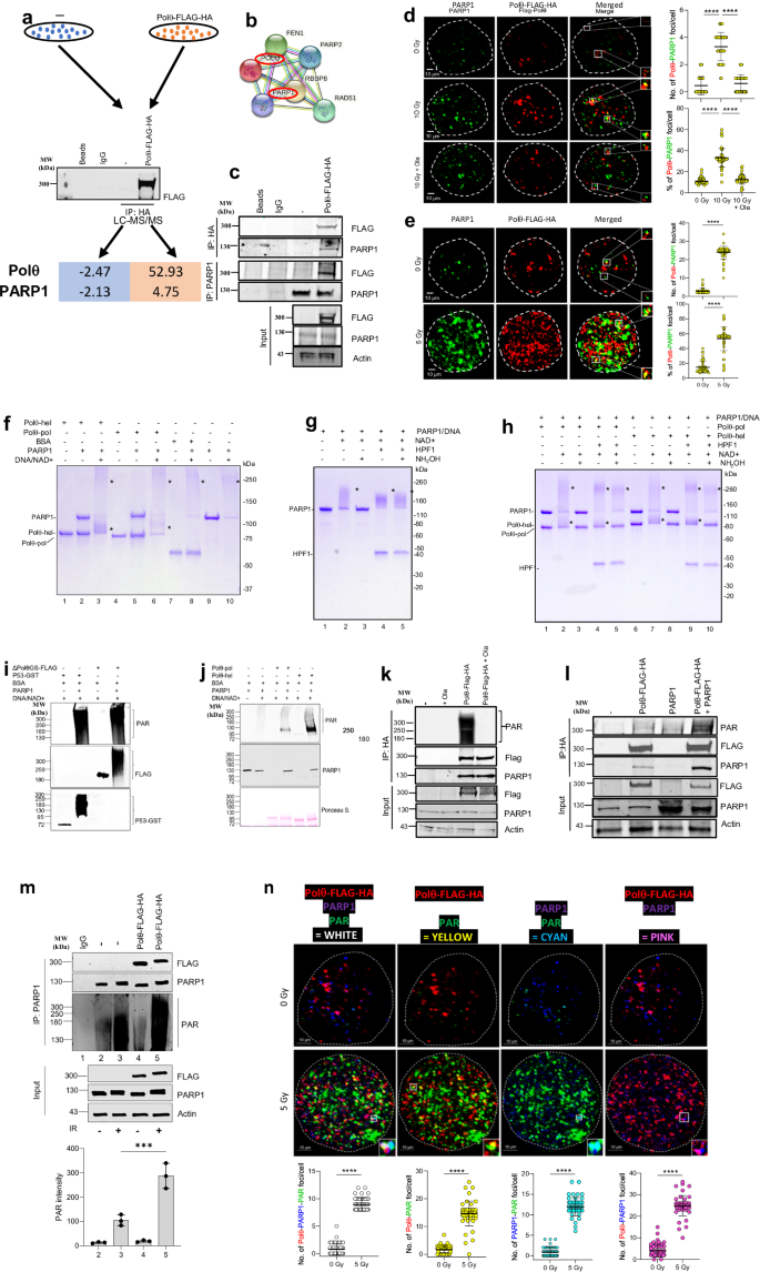 PARG is essential for Polθ-mediated DNA end-joining by removing repressive poly-ADP-ribose marks | Nature Communications parg-is-essential-for-pol-mediated-dna-end-joining-by-removing-repressive-poly-adp-ribose-marks-nature-communications