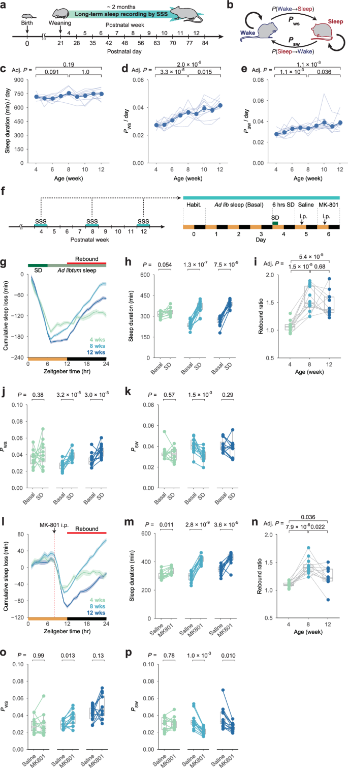 Fig. 1: Sleep architecture and sleep homeostasis are altered along with development.