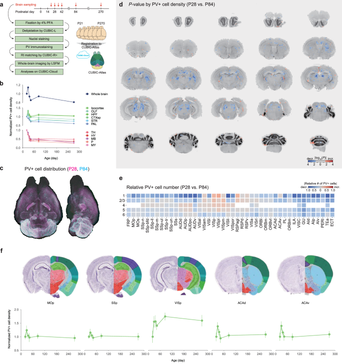 Fig. 2: PV-neuron distribution is altered along with development.