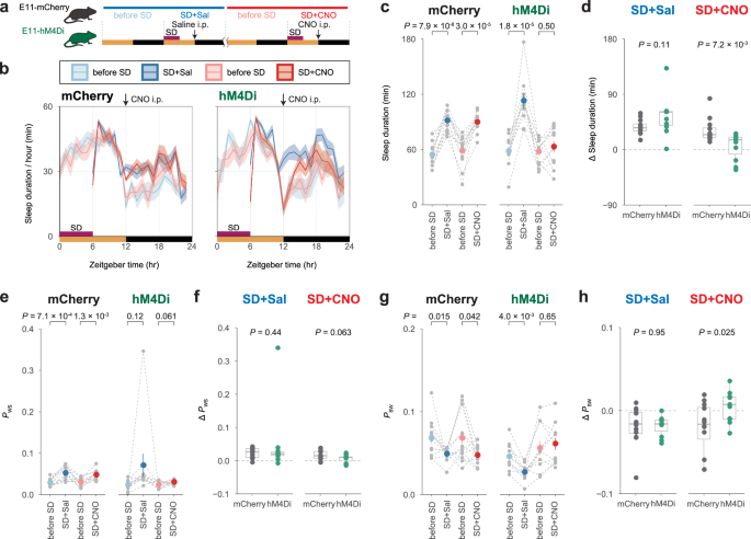 Fig. 4: Suppression of E11 neurons inhibits rebound sleep.