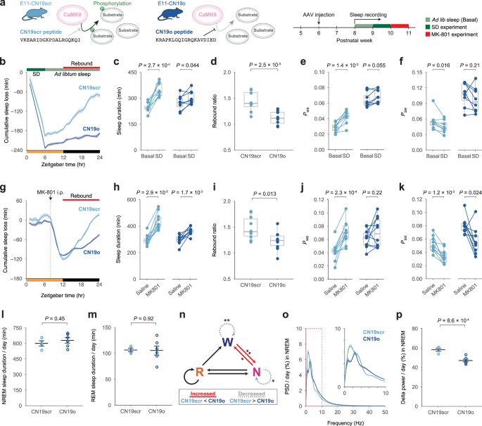 Fig. 5: Inhibition of CaMKII activity in E11 neurons inhibits rebound in sleep amount.