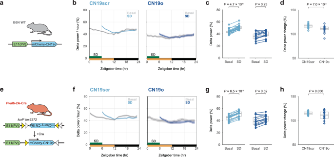 Fig. 6: Inhibition of CaMKII activity in E11 neurons inhibits rebound in slow-wave activity.