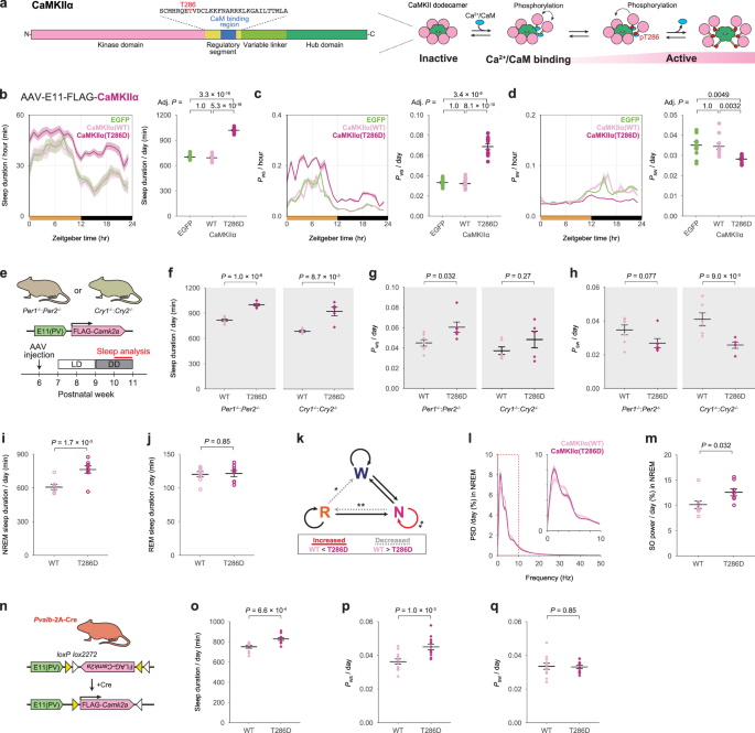 Fig. 7: Elevation of CaMKIIα activity in E11 neurons induces rebound-sleep-like state.
