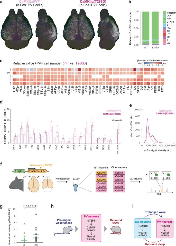 Fig. 8: CaMKII activity in E11 neurons reflects sleep need.