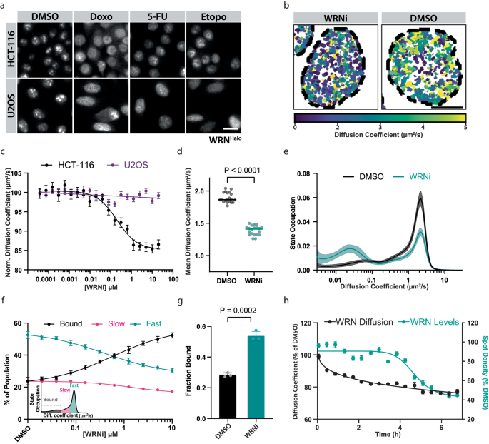 Fig. 2: Single-molecule tracking shows a change in WRN cellular dynamics in an MSI-H-dependent manner.