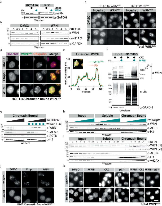 Fig. 3: WRN Inhibition leads to its chromatin-associated degradation.