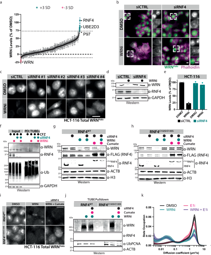 Fig. 4: Phenotypic siRNA screen identified RNF4 as the ubiquitin E3 ligase targeting WRN for degradation.