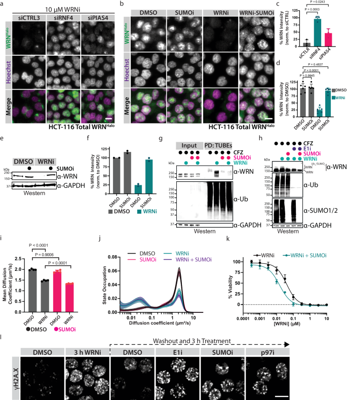 Fig. 5: The PIAS4-RNF4 axis is responsible for the chromatin-associated degradation of WRN.