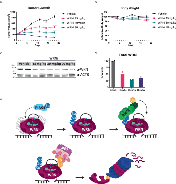 Fig. 6: WRN Inhibition has potent antitumor effects in an MSI-H in vivo mouse model.