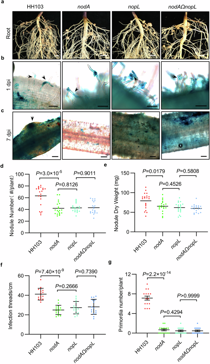 Fig. 1: The type III effector NopL promotes the NF signaling pathway in soybean.