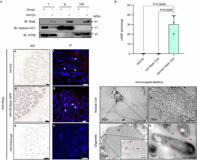 Fig. 2: The type III effector NopL is secreted into the host cell.