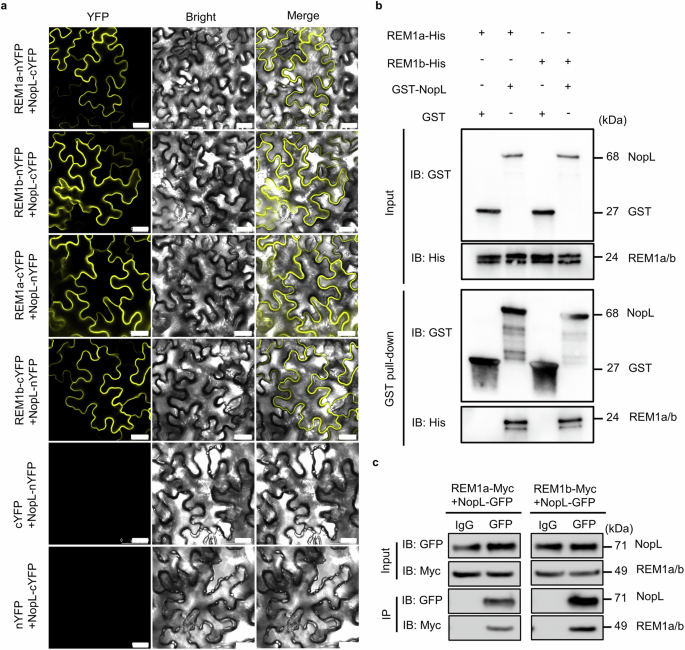 Fig. 3: NopL physically interacts with REM1a and REM1b.