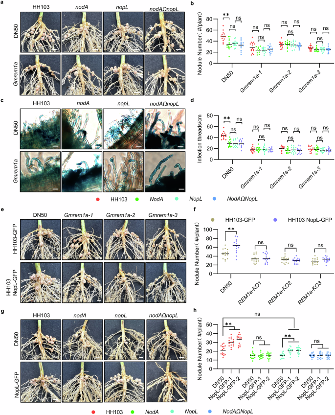 Fig. 4: GmREM1a is required for NopL action in DN50.