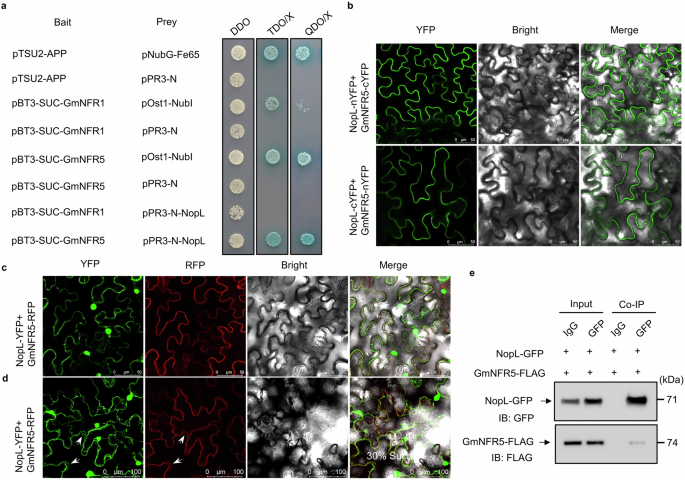 Fig. 5: NopL interacts with the MtNFR5 ortholog GmNFR5.