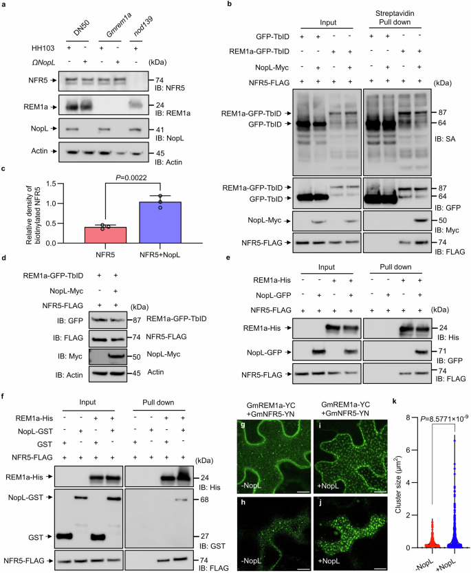 Fig. 6: NopL promotes the interaction of GmREM1a to GmNFR5.