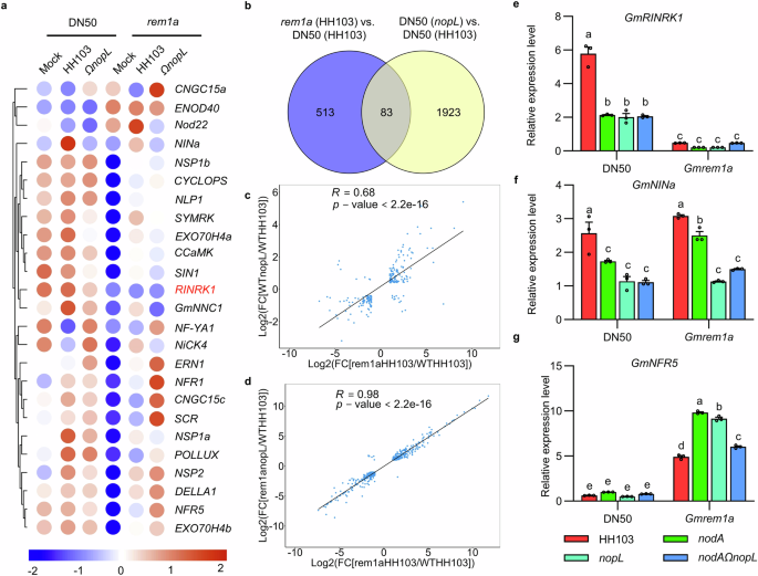 Fig. 7: RNA-seq analysis of roots of WT and rem1a inoculated with HH103 or nopL mutant at 24 dpi.