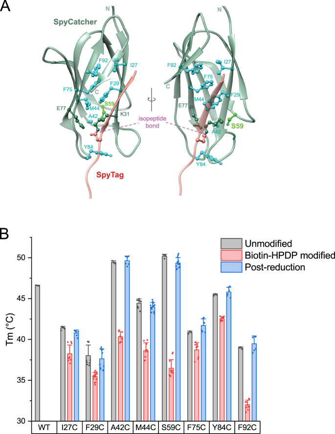 Fig. 2: SpyLock-enabling residues within the SpyCatcher structure and the thermal stability of corresponding cysteine mutants.