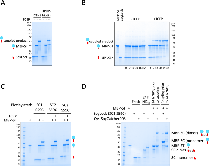 Fig. 3: SpyLock coupling reactions.