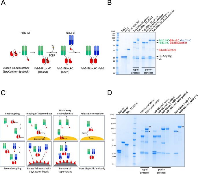 Fig. 5: Bispecific antibody generation with BiLockCatcher.