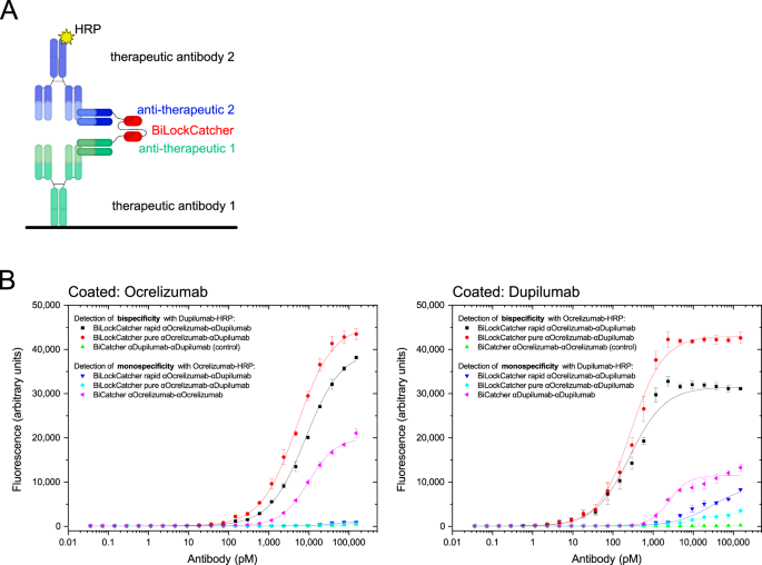 Fig. 6: Bispecificity demonstrated by bridging sandwich ELISA.