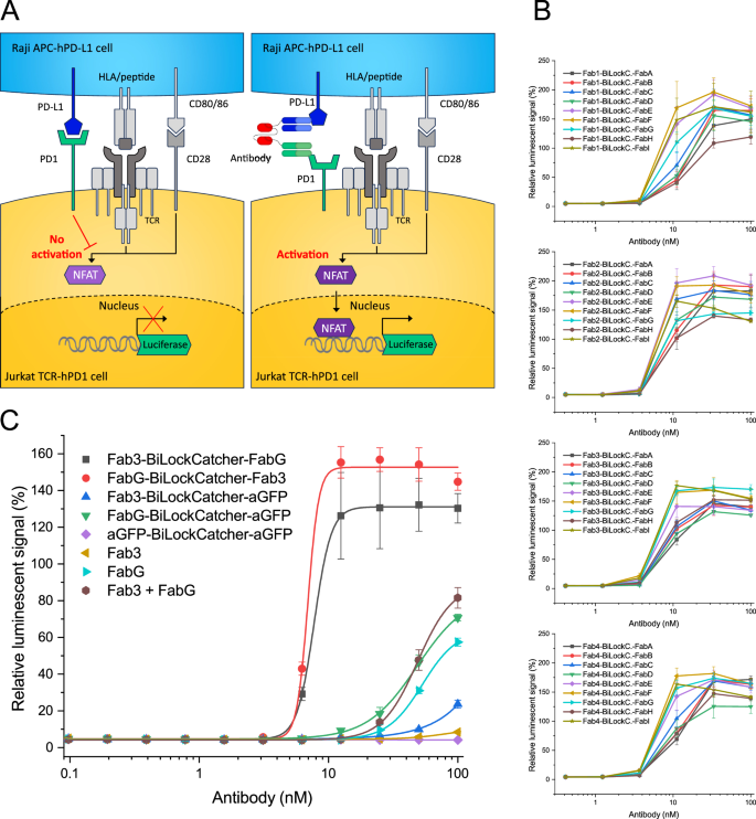 Fig. 7: Bispecific antibodies in cellular bioluminescent PD-1/PD-L1 blockade assay.