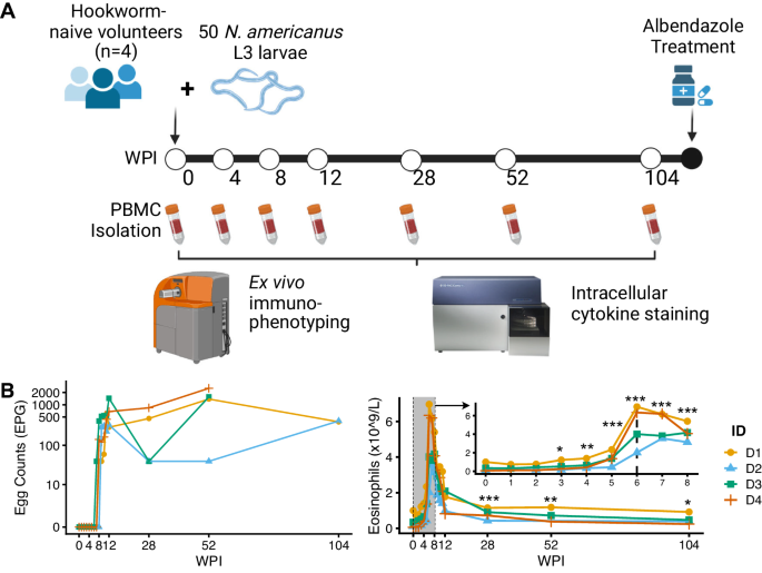 Fig. 1: The Controlled Human Hookworm Infection in Leiden (CHHIL) study.