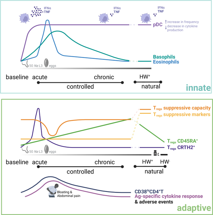 Fig. 5: Schematic summary of immune cell remodeling by human hookworm parasites in controlled and natural infection settings.
