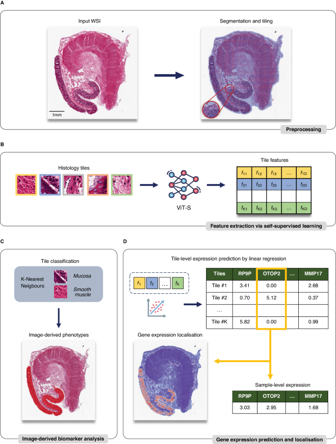 Self-supervised learning for characterising histomorphological 