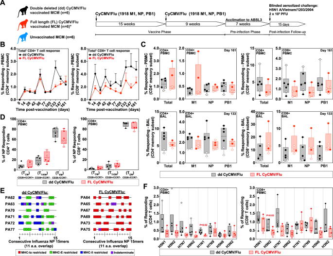 Fig. 1: Vaccine phase immunology of CyCMV/Flu-vaccinated Mauritian cynomolgus macaques (MCM).