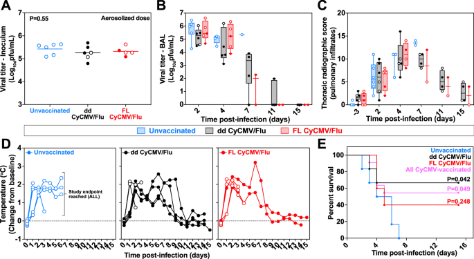 Fig. 2: Aerosolized H5N1 challenge of CyCMV/Flu-vaccinated MCM.