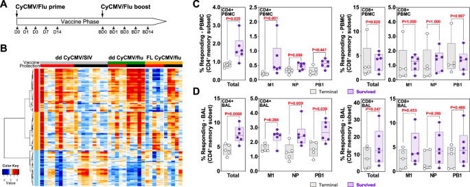 Fig. 3: Correlates of protection in CyCMV/Flu-vaccinated MCM protected from lethal H5N1 influenza challenge.