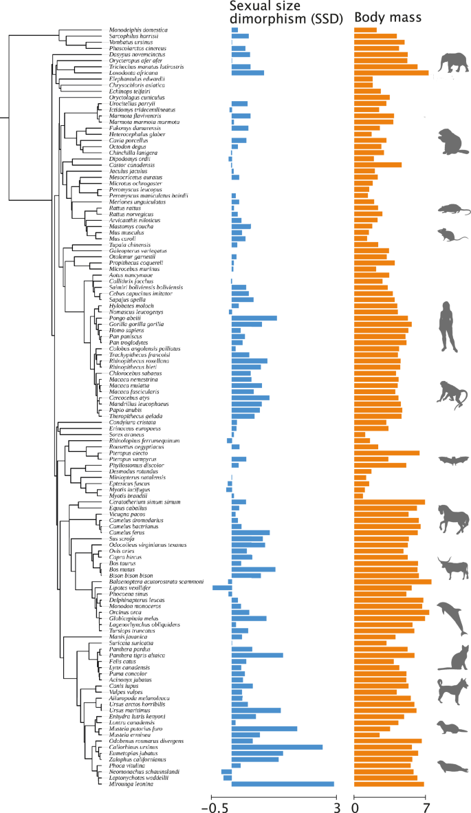 より複雑な脳を持つ哺乳類に大きさは関係ないことが新たな研究で判明(Size doesn’t matter for mammals with more complex brains, according to new study)