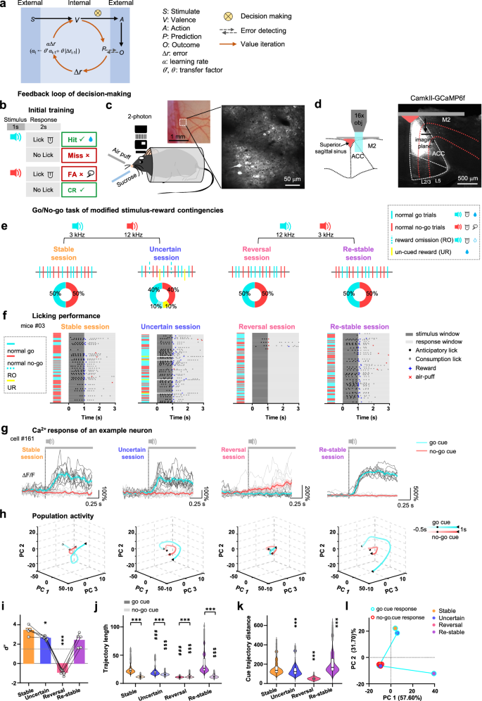 Anterior cingulate cortex provides the neural substrates for 