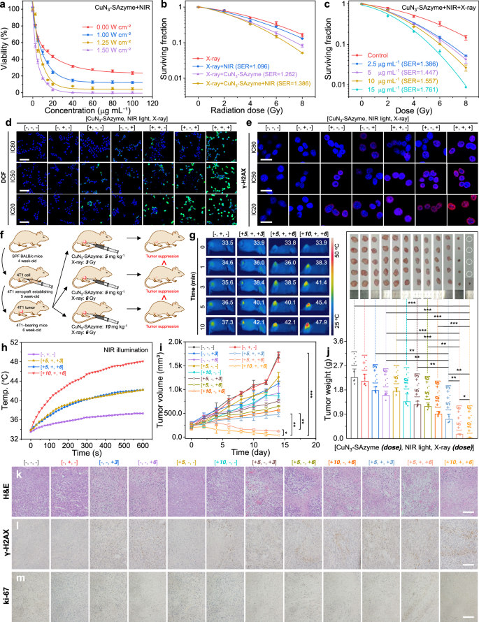 Fig. 5: In vitro and in vivo enhanced radio-enzymatic therapy by CuN3-SAzyme.