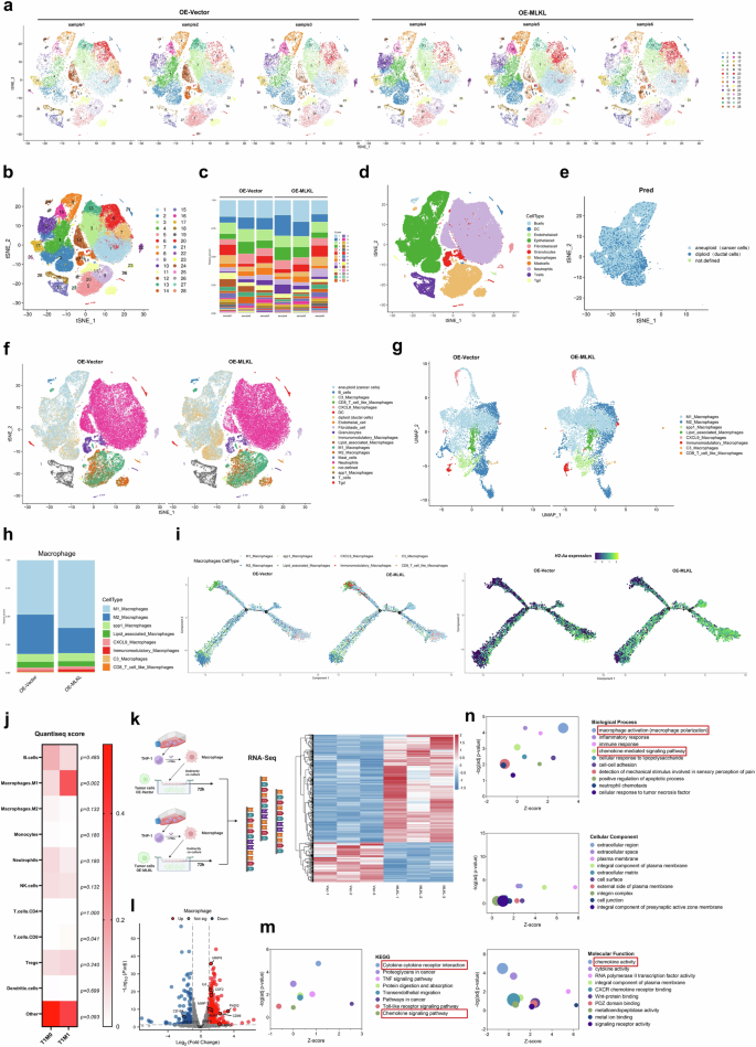 Fig. 4: MLKL-driven necroptosis promotes crosstalk between cancer cells and macrophages, leading to macrophage infiltration and activation.