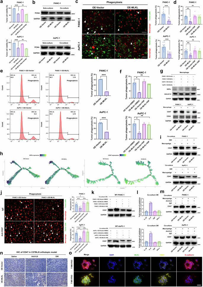 Fig. 5: MLKL-driven necroptosis induces phagocytosis resistance by enhancing tumour CD47 ‘don’t eat me’ signal.